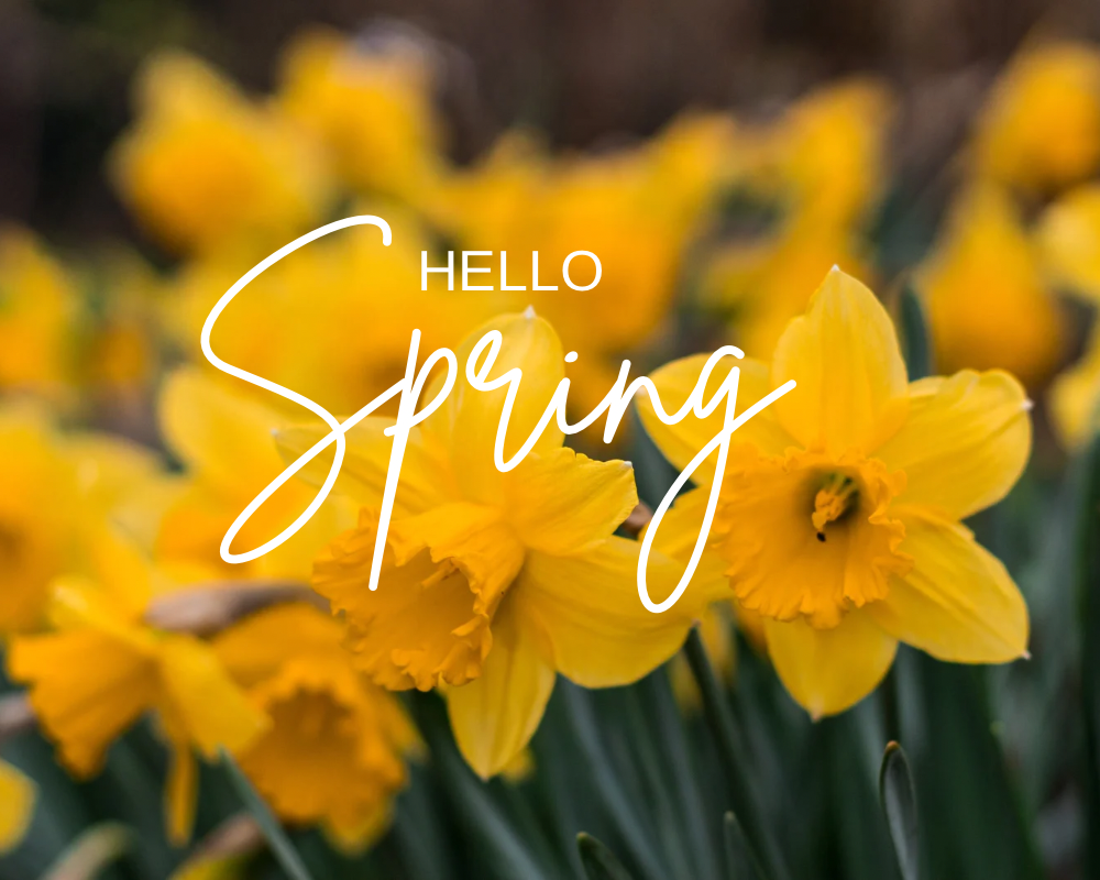 hello spring daffodils banner hero for designer clothing shop chelmsford